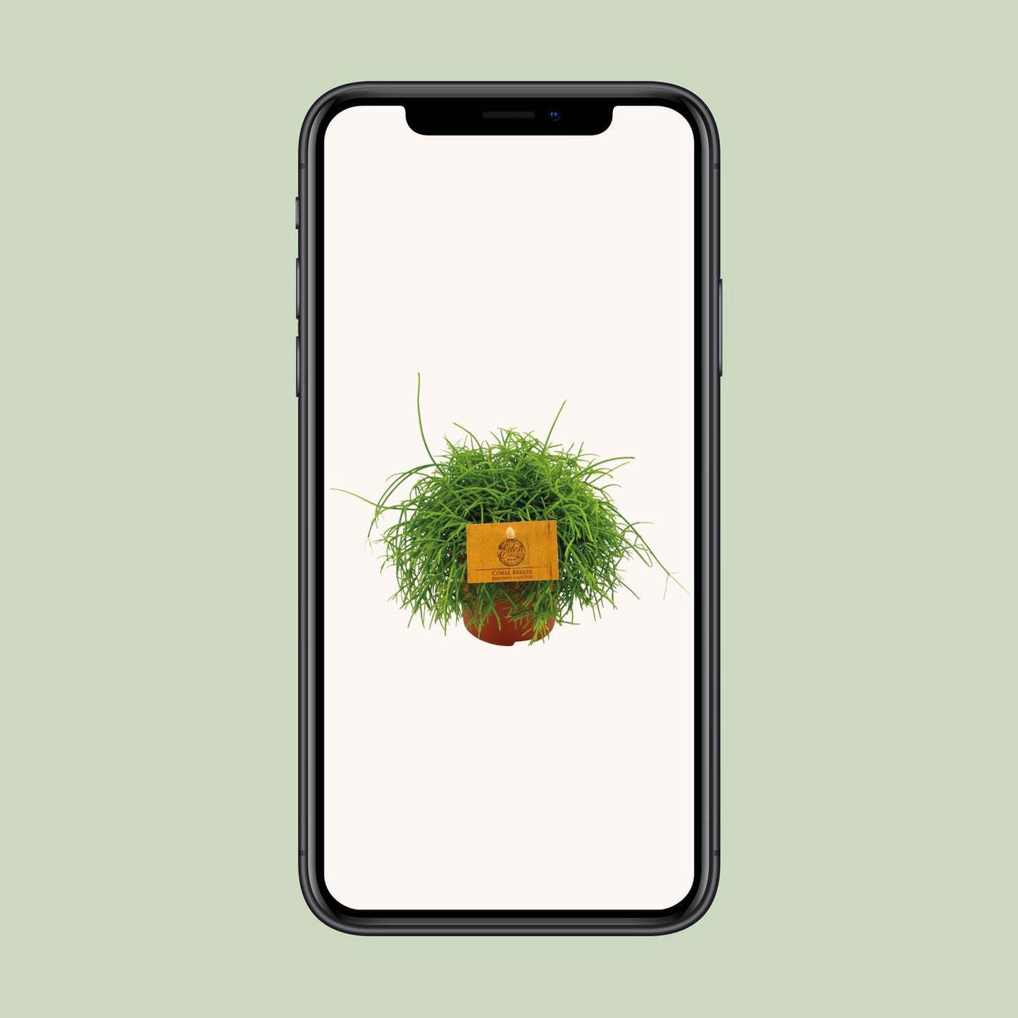Rhipsalis Cassutha - Ø11cm - ↕15cm