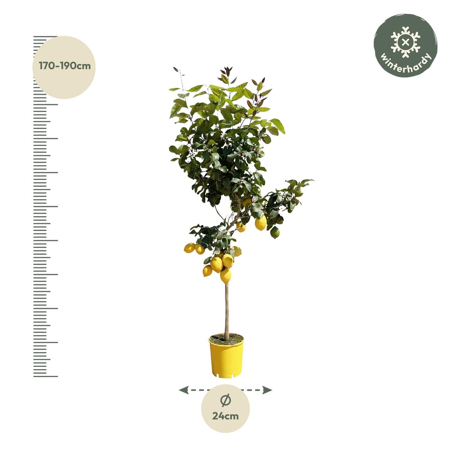 Zitronenbaum 150 cm – Duftende mediterrane Kübelpflanze