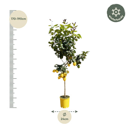 Zitronenbaum 150 cm – Duftende mediterrane Kübelpflanze