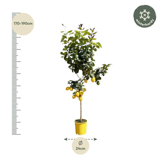 Zitronenbaum 150 cm – Duftende mediterrane Kübelpflanze