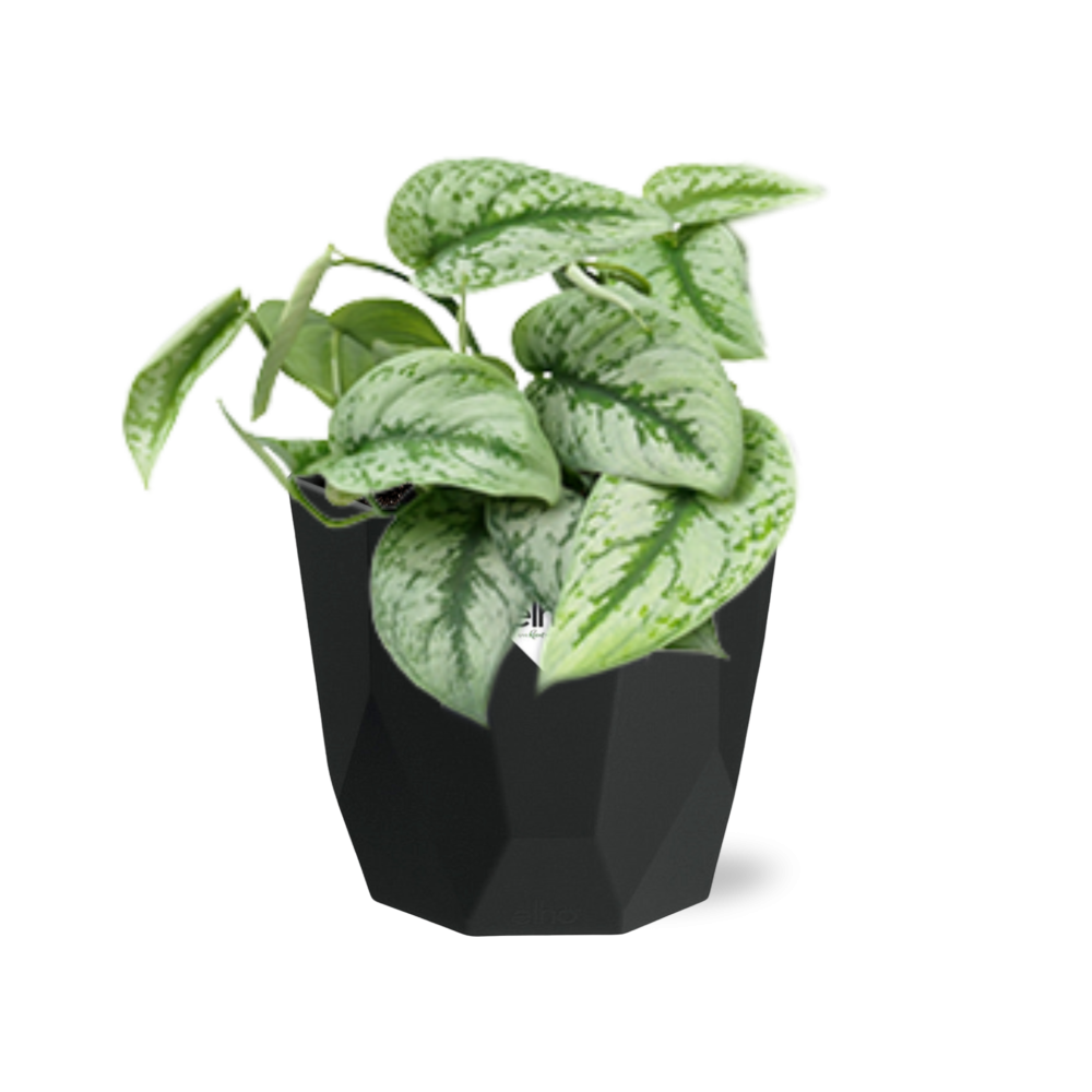 Scindapsus Pictus ‘Trebie’ in 14cm b.for rock living black