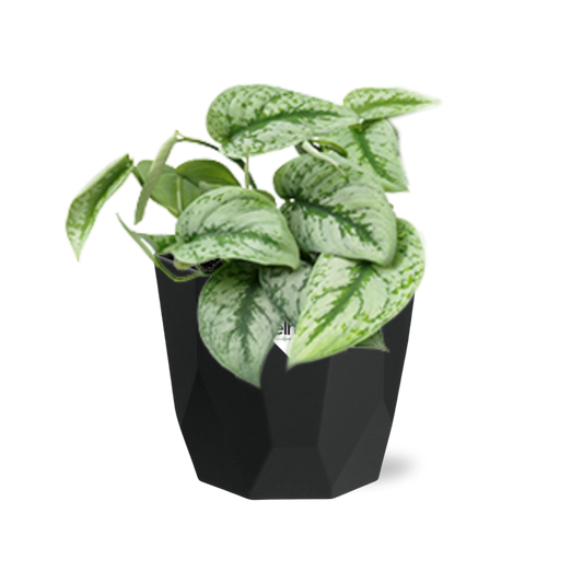 Scindapsus Pictus ‘Trebie’ in 14cm b.for rock living black
