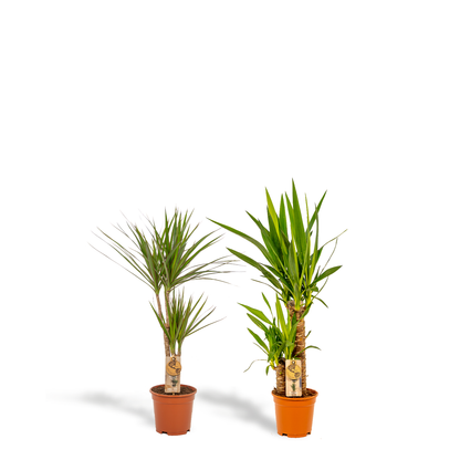 Drachenbaum & Yucca Set – Stilvolle Zimmerpflanzen 70/90 cm