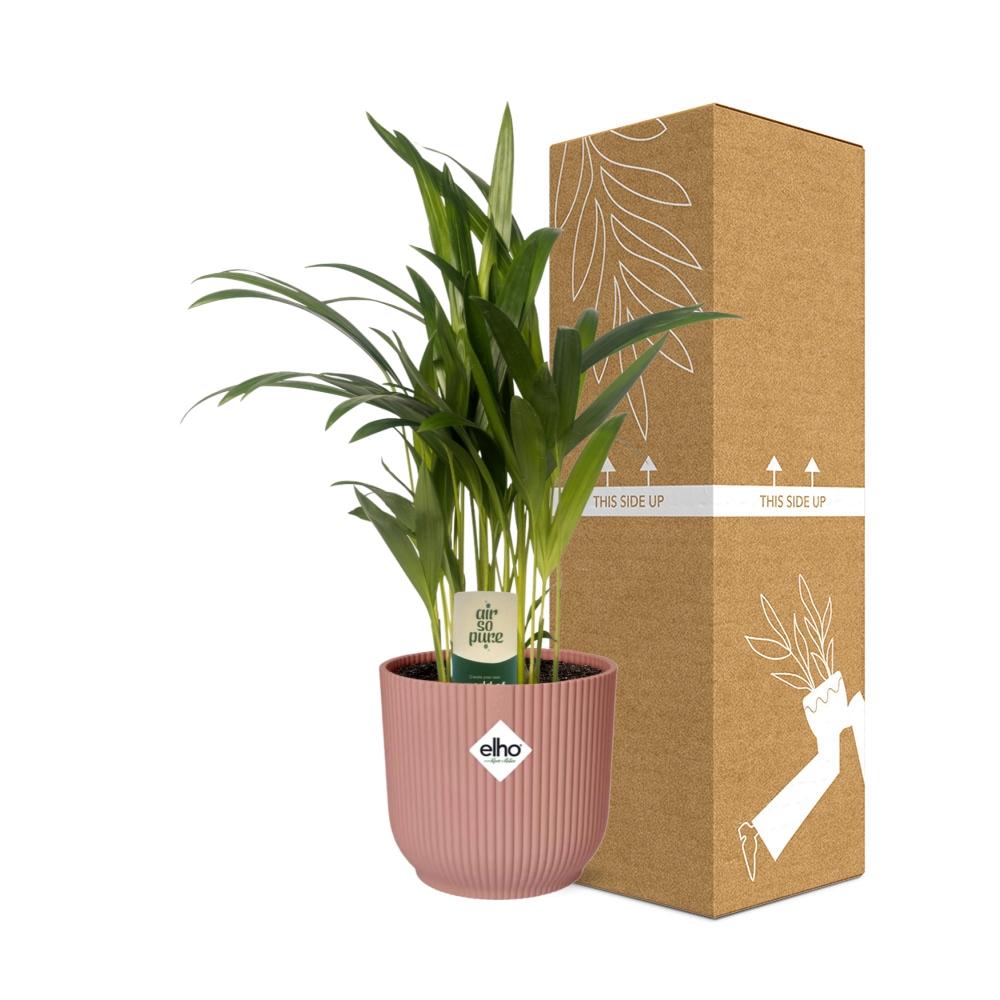 Dypsis Lutescens (Areca) 12cm in ELHO Vibes Fold 14cm roze