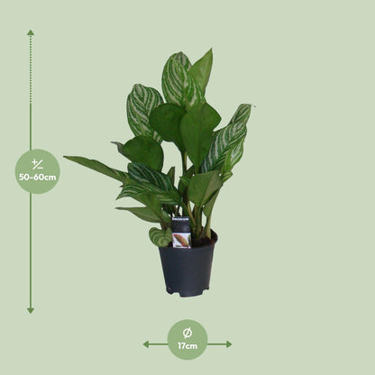 Aglaonema Stripes - Ø17cm - ↕60cm