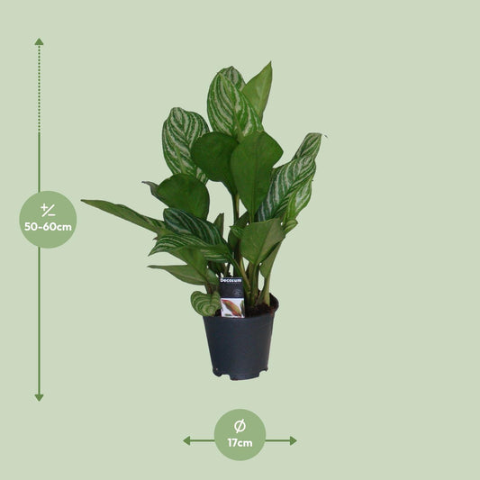 Aglaonema Stripes - Ø17cm - ↕60cm