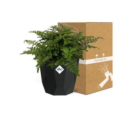 Asplenium Parvati in 14cm b.for rock living black