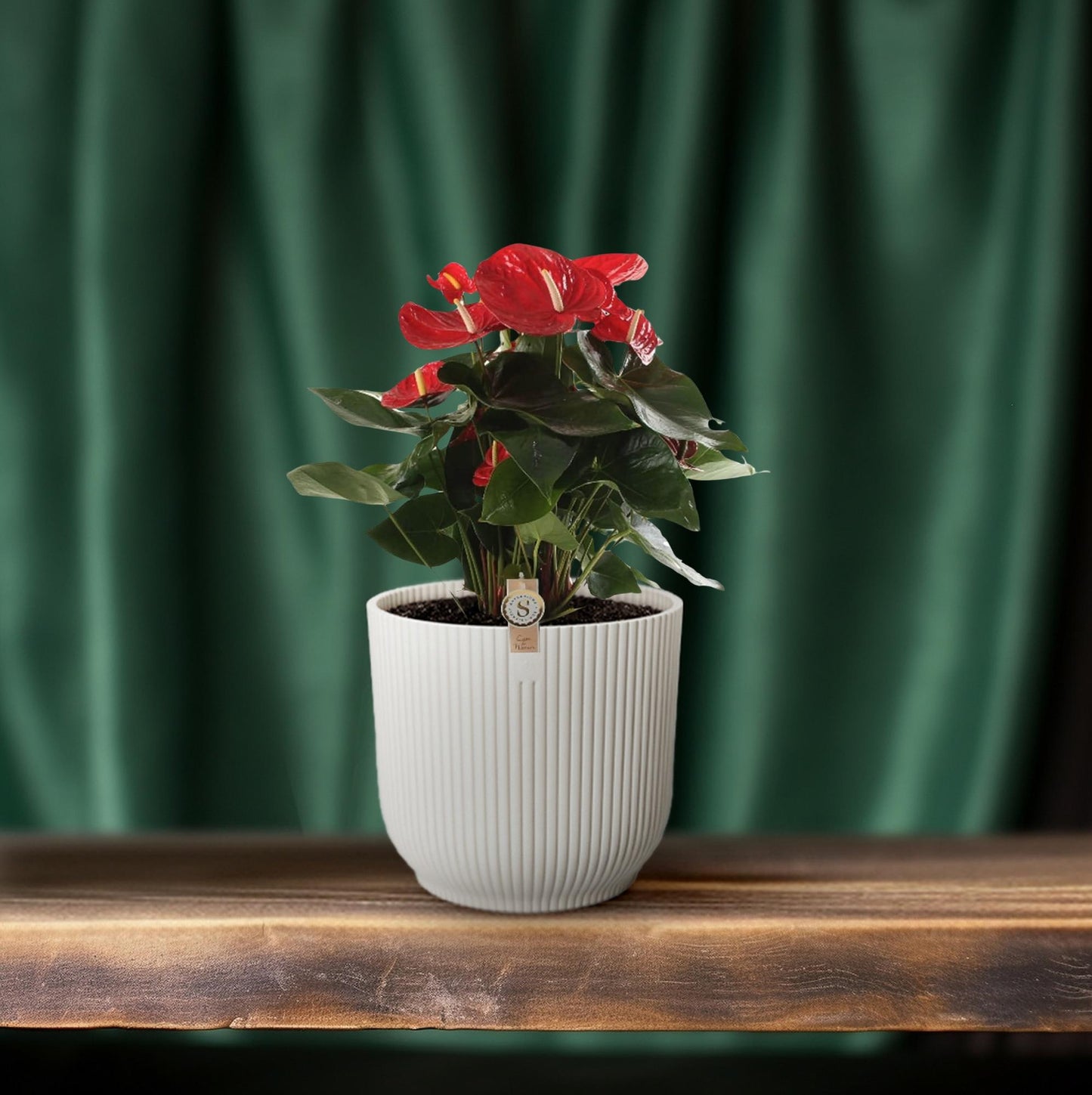 Anthurium Red Champion - Ø21cm - ↕65cm