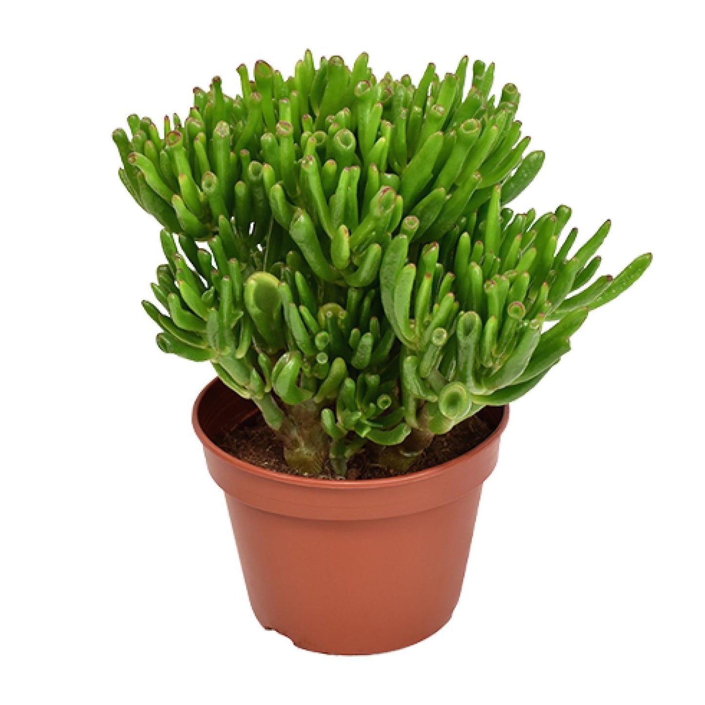 Crassula Hobbit - Ø15cm - ↕21cm
