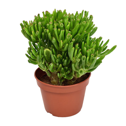 Crassula Hobbit - Ø15cm - ↕21cm