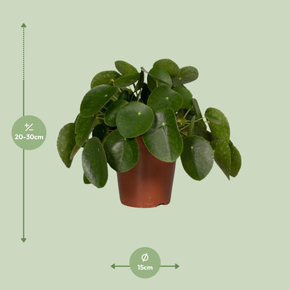Pilea Peperomiodes - Pfannkuchenfabrik - Ø15cm - ↕25cm