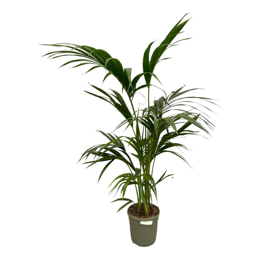 Kentia Palme – 130 cm – Premium Zimmerpflanze im Ø21cm Topf