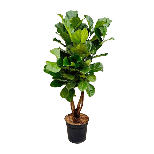 Geigenfeige XL 190 cm – Ficus Lyrata im Topf ø32 cm