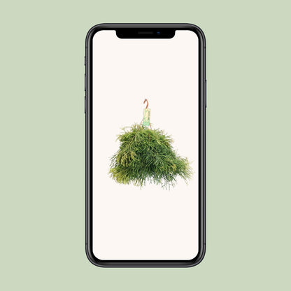 Rhipsalis Clavata - Ø21cm - ↕50cm