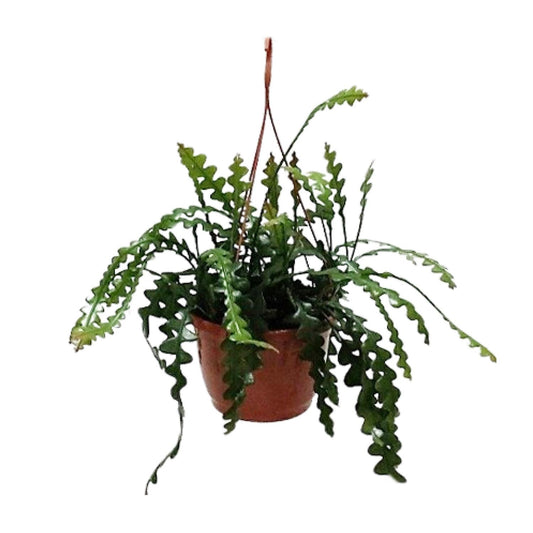 Epiphyllum Anguleiger - Ø20cm - ↕60cm