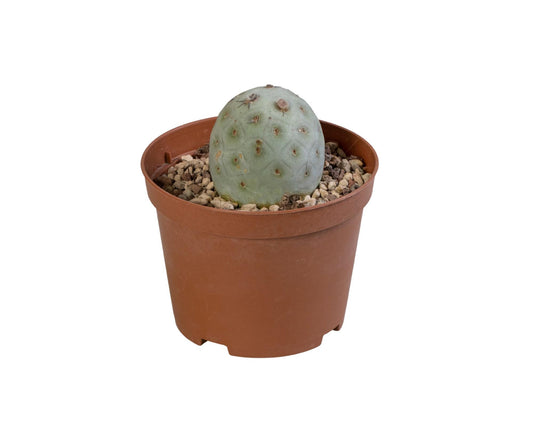 Tephrocactus Geometricus - Ø10cm - ↕25cm