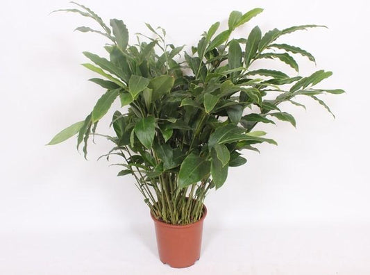 Elettaria Cardamomum - Ø27cm - ↕120cm