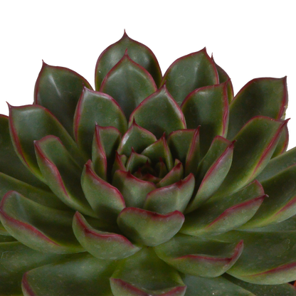 Echeveria Mix 3er Set im Terrakottatopf 10,5 cm