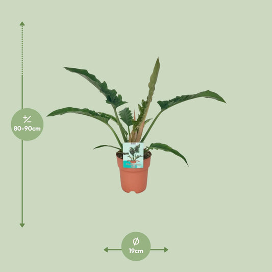 Philodendron Narrow - Ø19cm - ↕90cm
