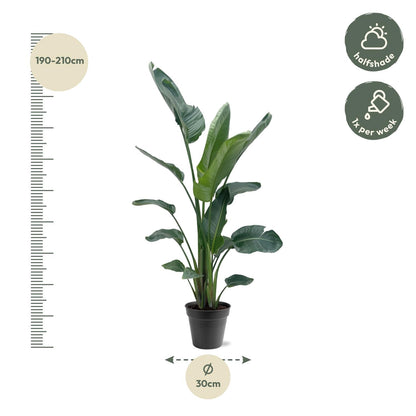 Paradiesvogelblume XXL – Weiße Strelitzie 210 cm