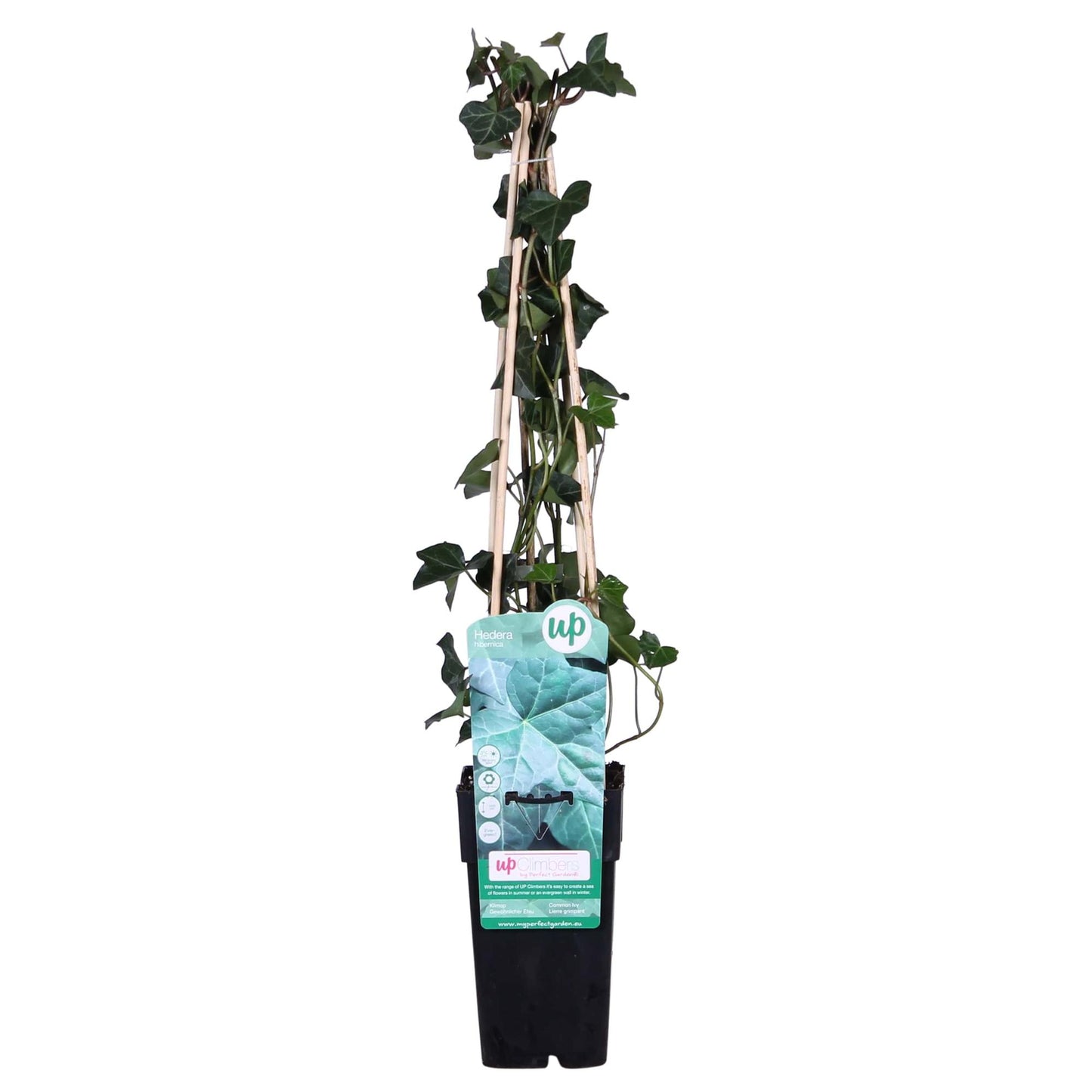 Hedera hibernica - Ø15cm - ↕65cm
