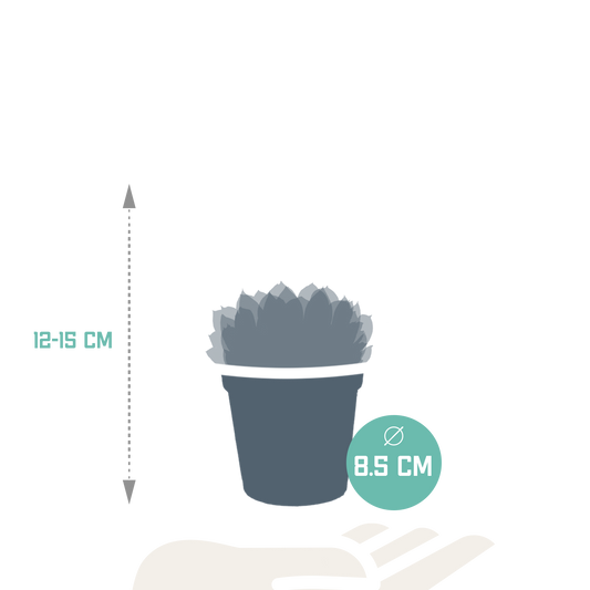 Echeveria Mix 3er Set – Pflegeleichte Sukkulenten 8,5 cm