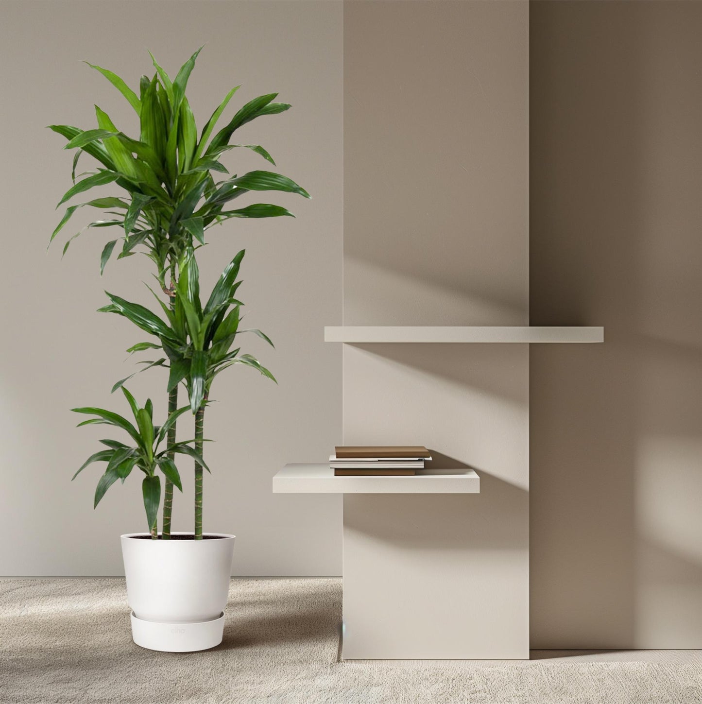 Drachenbaum Janet Craig 150 cm – Pflegeleichte Eleganz