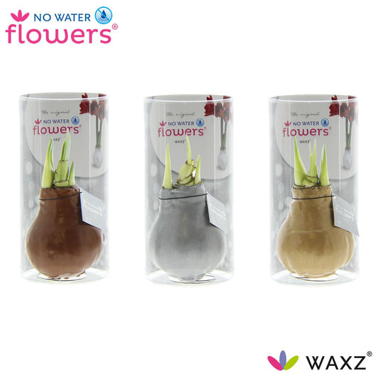 No Water Flowers Waxz Gold/Silver/Copper in Koker - 3 Stücke - Ø7 cm - ↕15 cm