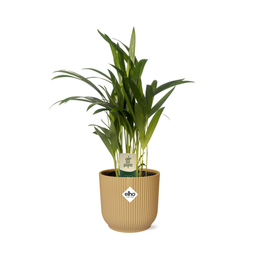 Dypsis Lutescens (Areca) 12cm in ELHO Vibes Fold 14cm geel