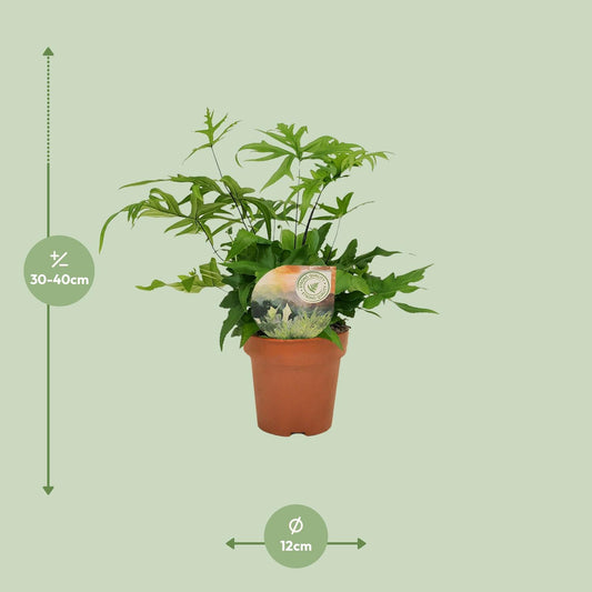Doryopteris Pedata - Ø12cm - ↕35cm