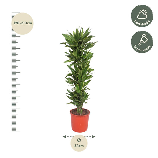 Drachenbaum Golden Coast – 200 cm – Tropische Eleganz