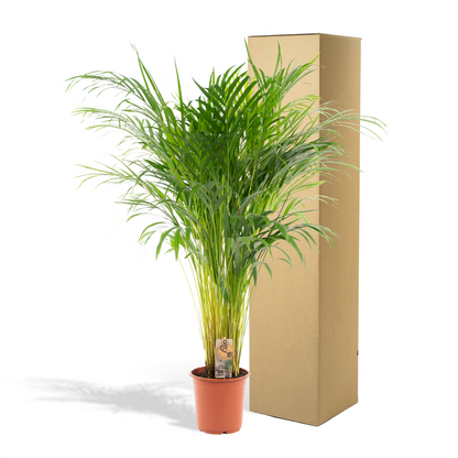 Goldfruchtpalme 110 cm – Tropisch & Pflegeleicht
