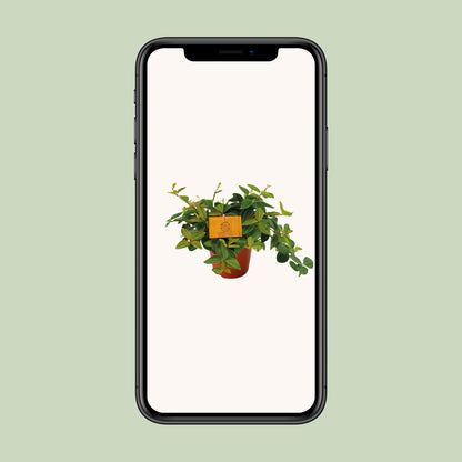 Peperomia Ang. Roc. Scuro - Ø12cm - ↕20cm