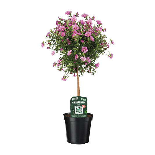 Anisodontea Elegans - Ø19cm - ↕75cm