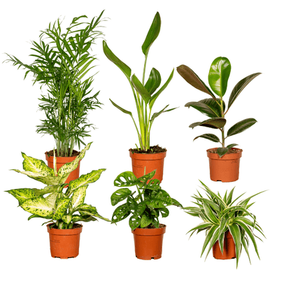 Überraschungsbox - Ø12cm - ↕25cm - x6