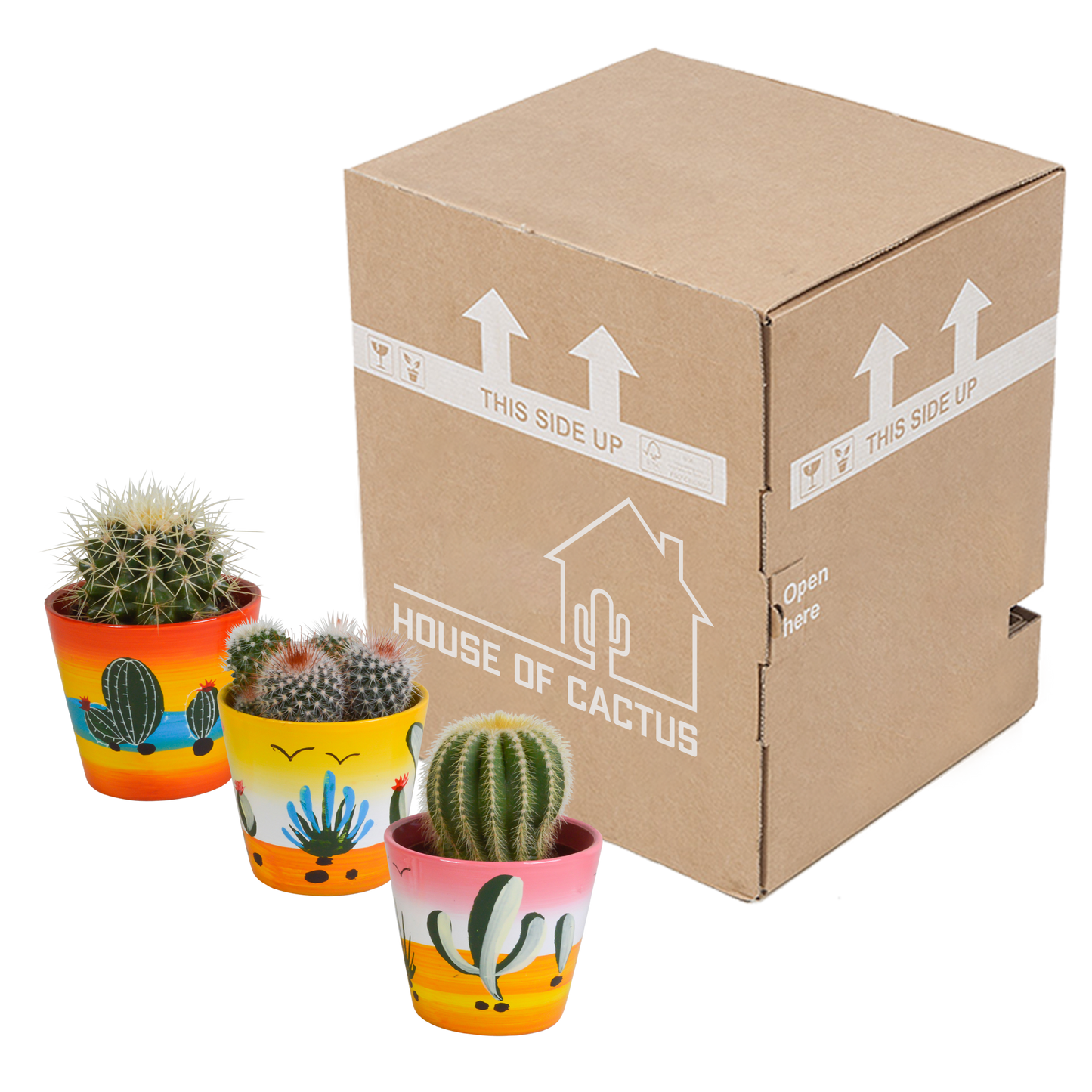 Bolcactus-Mischung 8,5 cm - in Mexicaanse pot