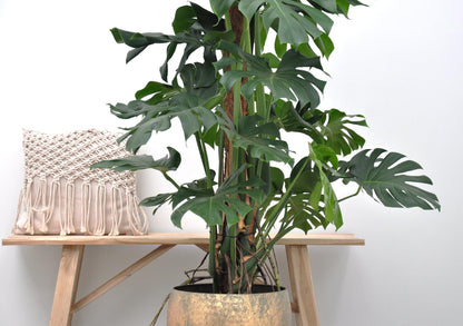 Monstera Deliciosa XXL – 150 cm Fensterblatt Pflanze
