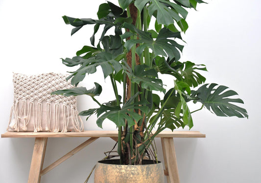 Monstera Deliciosa XXL – 150 cm Fensterblatt Pflanze