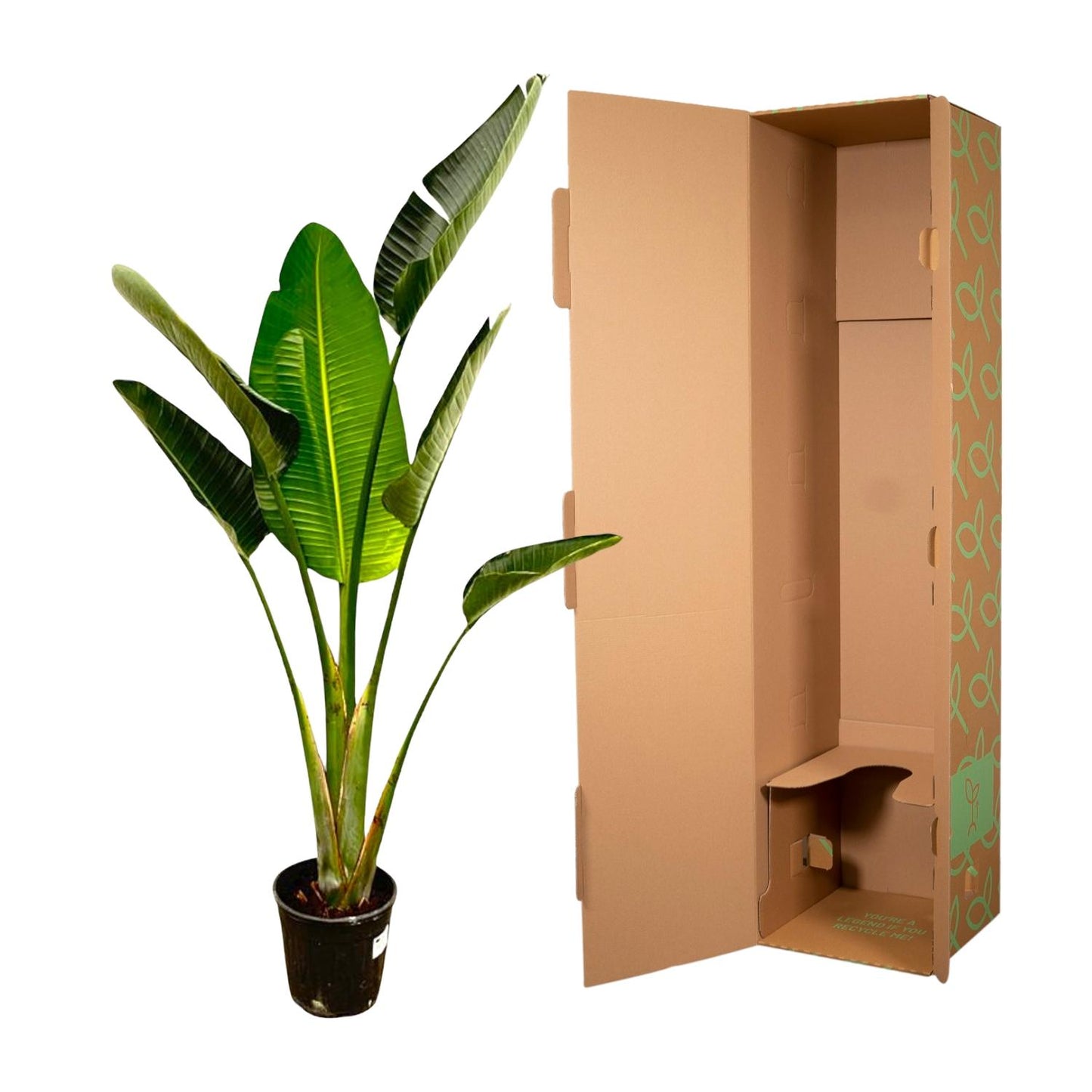 Weißer Paradiesvogel 180 cm – Strelitzia Augusta Zimmerpflanze