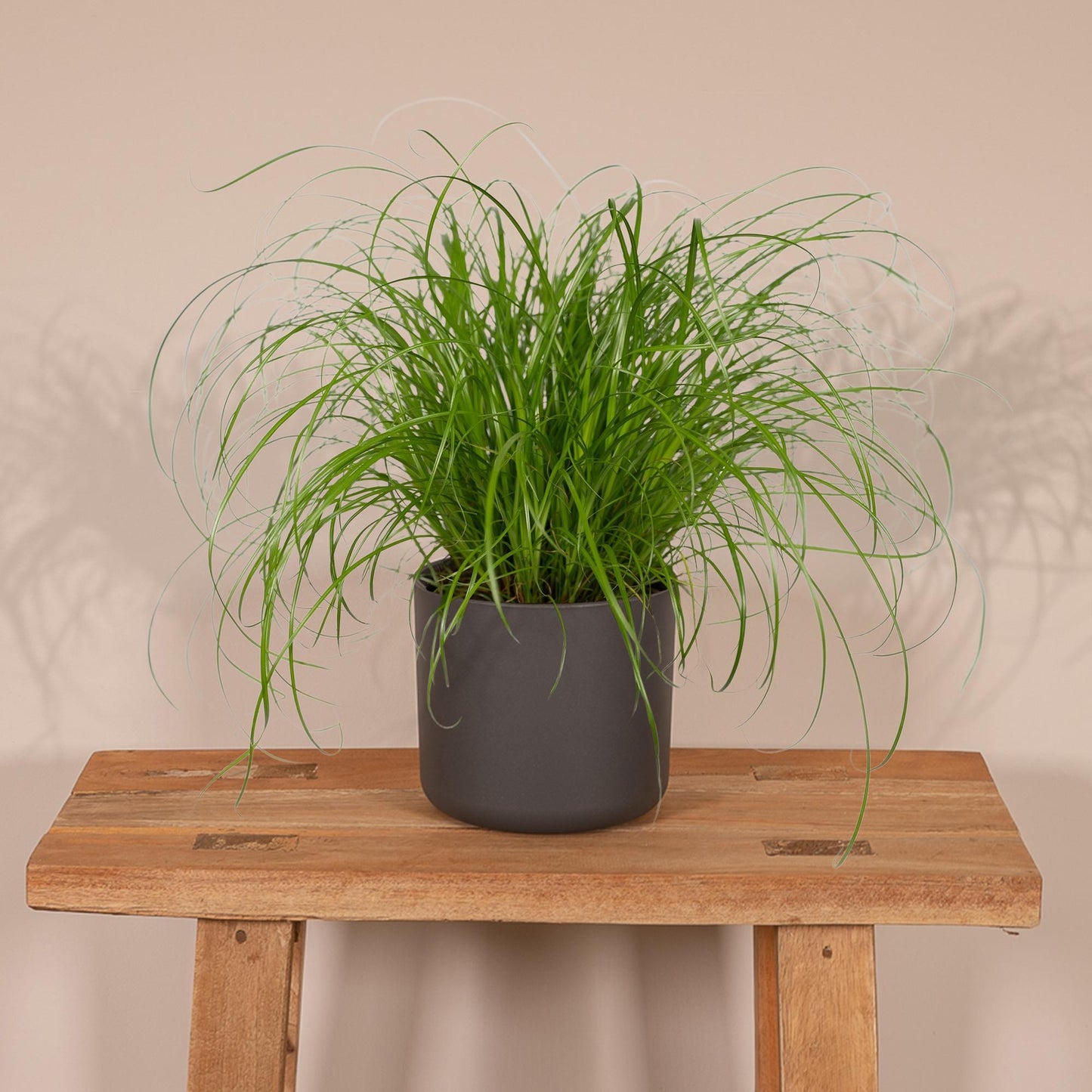 Cyperus Alternifolius - Katzengras - Ø12cm - ↕20cm