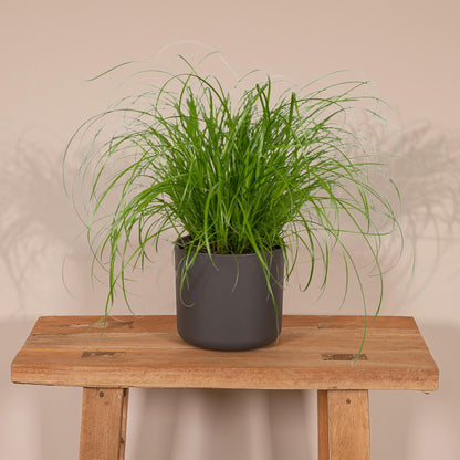 Cyperus Alternifolius - Katzengras - Ø12cm - ↕20cm