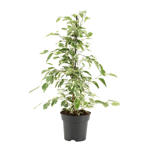 Ficus Benjamina Twilight - Ø14cm - ↕55cm
