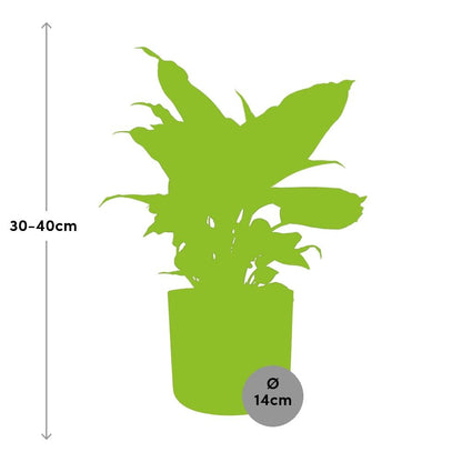 Dieffenbachia ‘Camilla’ in ELHO b.for soft rond 14cm brique
