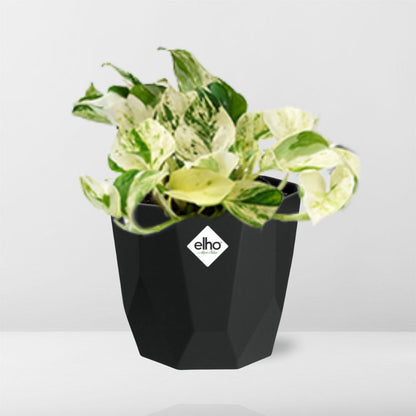 Epipremnum Pinnatum Happy Leaf in 14cm b.for rock living black