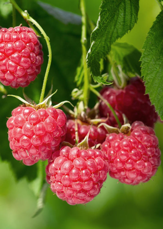 Rubus idaeus 'Malling Promise' - Ø13cm - ↕45cm