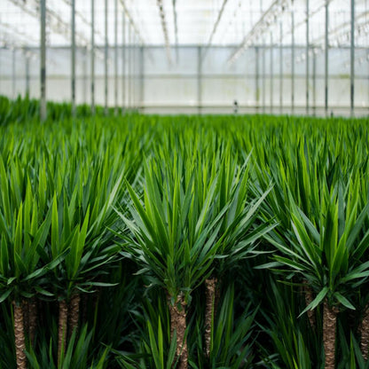 Yucca Palme 100 cm im Korb – Pflegeleicht & Stilvoll