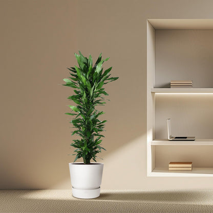 Drachenbaum Janet Lind – Elegante & Pflegeleichte Zimmerpflanze 170 cm