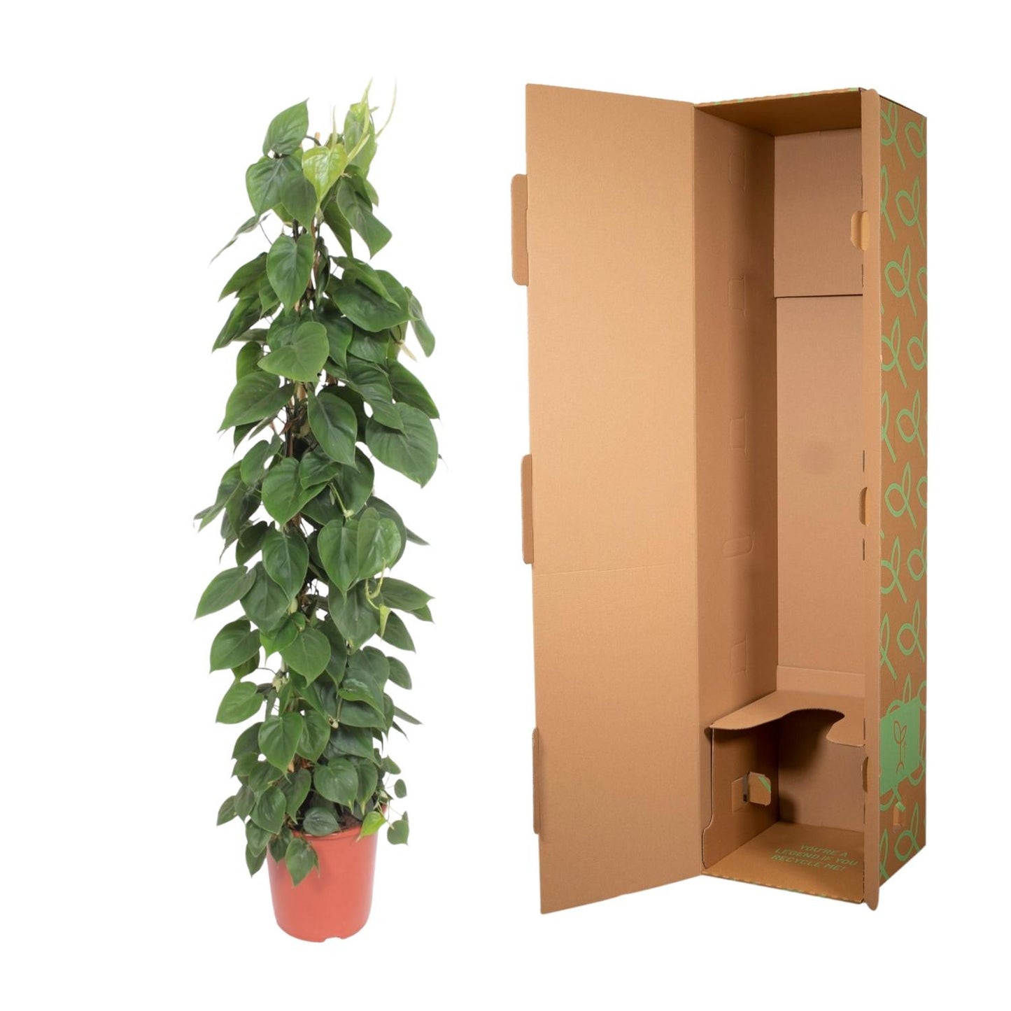 Kletter-Philodendron 150 cm – Herzblattpflanze für stilvolle Räume