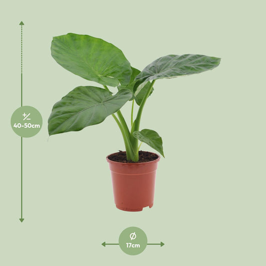 Alocasia Macrorrhiza - Ø17cm - ↕50cm