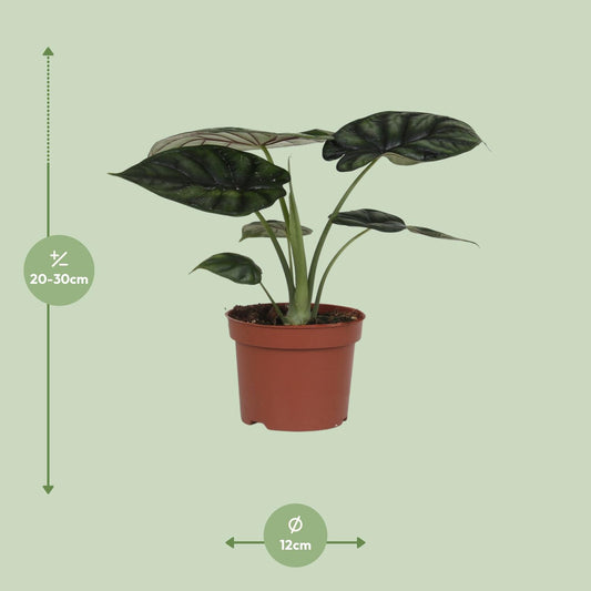 Alocasia Dragon Scale - Ø17cm - ↕35cm